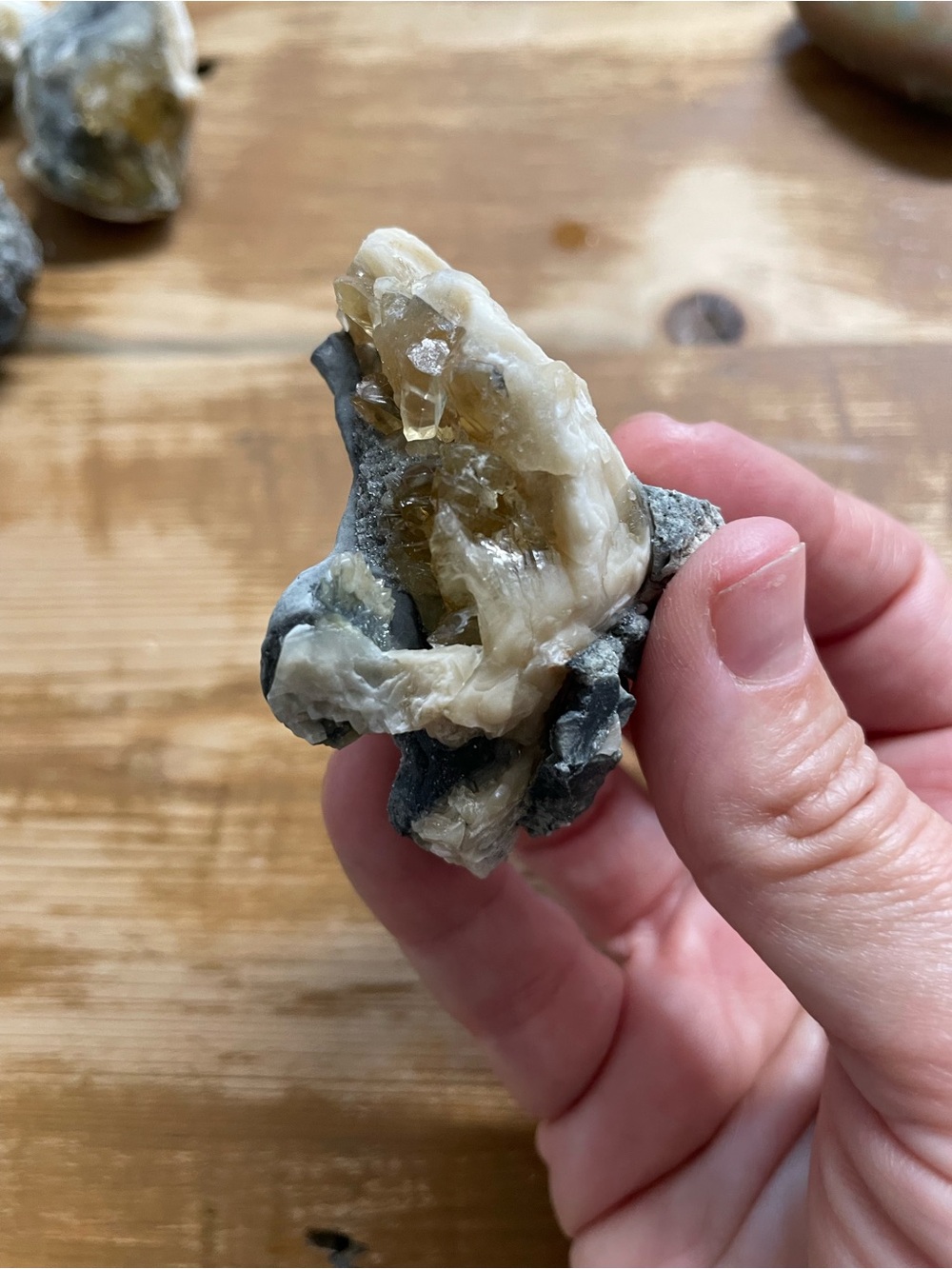 Cream and Gray Mineral Specimen - Florida calcite crystals in seashell fossil